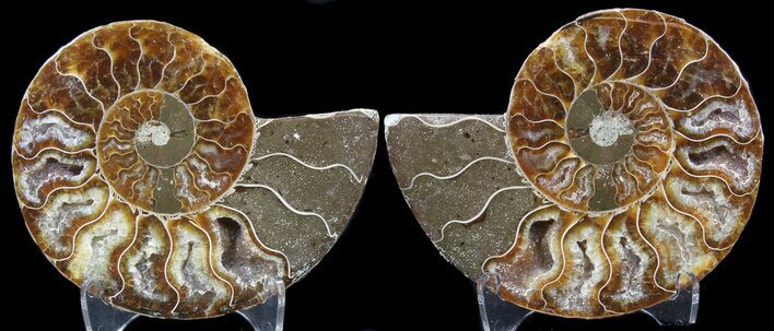 Sliced Fossil Ammonite Pair - Agatized #39593